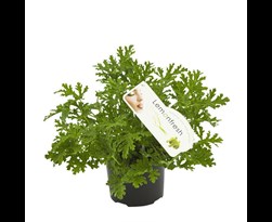 pelargonium graveolens citroengeranium