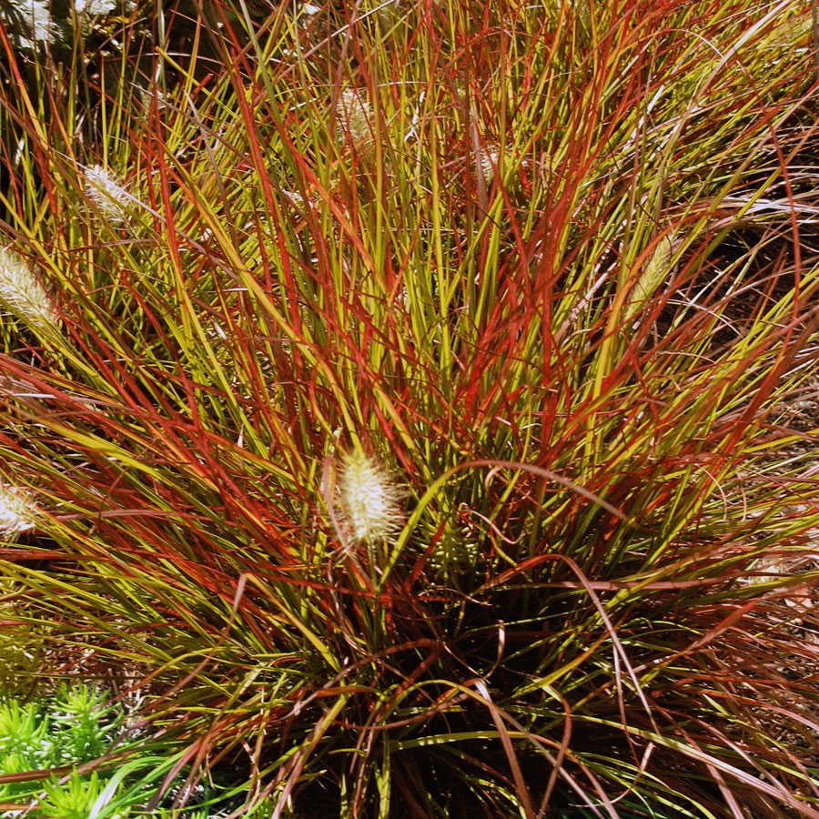 pennisetum-alopecuroides-burgundy-bunny-tuincentrum-pelckmans