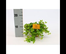 peperomia rotundifolia 