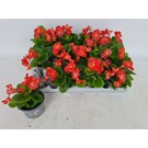 perkplanten-begonia-1