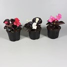 perkplanten-begonia