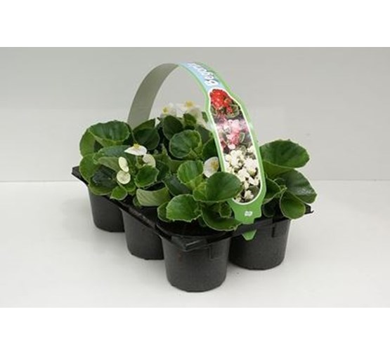 perkplanten-begonia-6sts