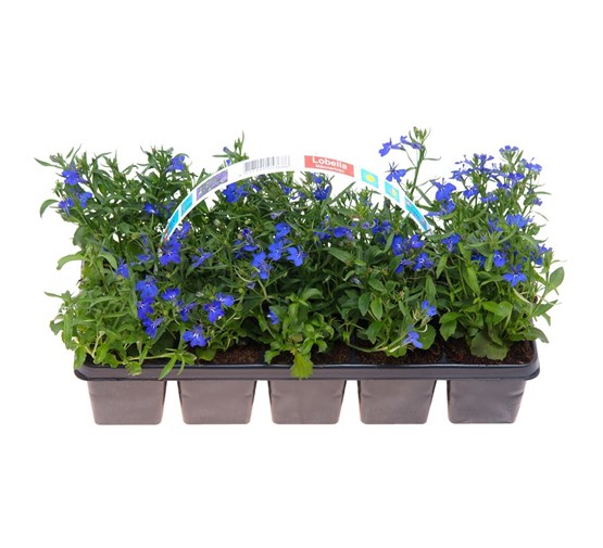 perkplanten-lobelia-blauw