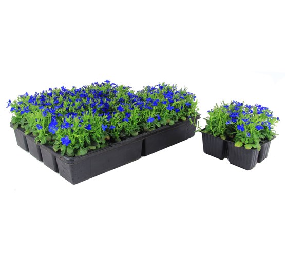 perkplanten-lobelia-blauw