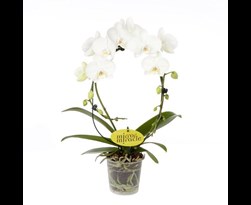phalaenopsis boog 