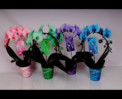 phalaenopsis boog gekleurd