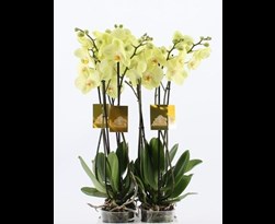 phalaenopsis geel 2 bloemstelen