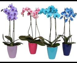 phalaenopsis gekleurd
