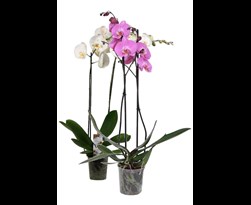 phalaenopsis gemengd 2 bloemstelen