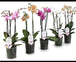 phalaenopsis gemengd 4 tot 5 bloemstelen