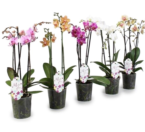 phalaenopsis-gemengd-3-tot-5-bloemstelen