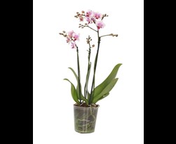 phalaenopsis multiflora 2 tot 3 bloemstelen