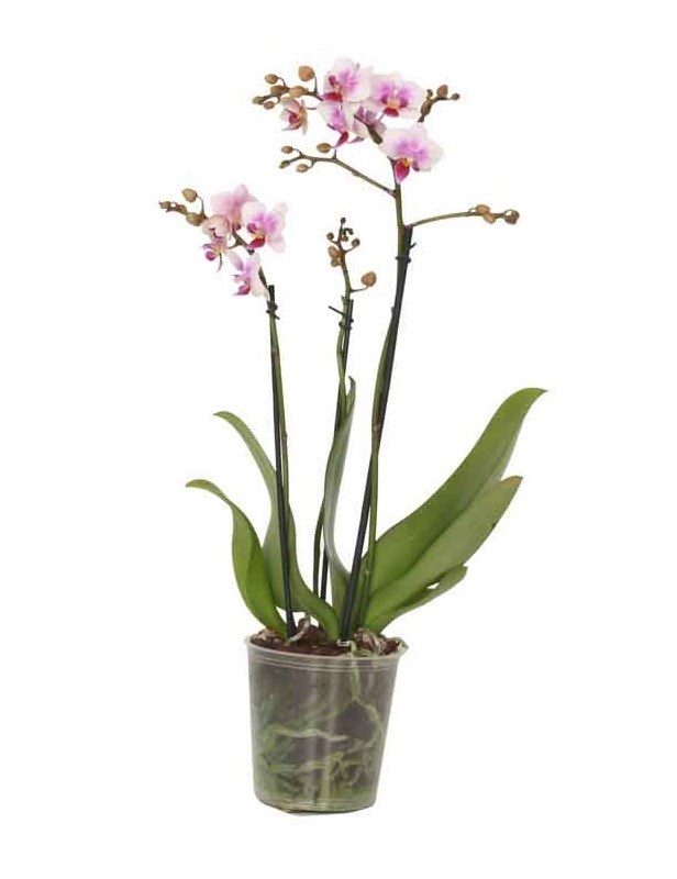 Vlinderorchidee - Mix van 3 - Phalaenopsis - Hoogte 50-60cm - ⌀12cm Vlinderorchidee - Mix van 3 - Phalaenopsis - Hoogte 50-60cm - ⌀12cm