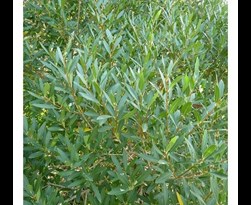 phillyrea angustifolia meerstammig