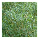 phillyrea-angustifolia-meerstammig