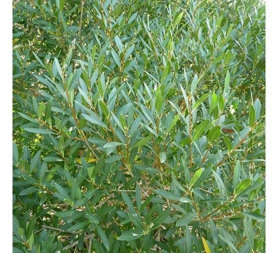 phillyrea-angustifolia-meerstammig