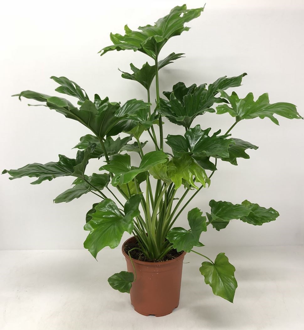 philodendron jungle boogie Philodendron Jungle Boogie – Crazy Plant Bae main image 1