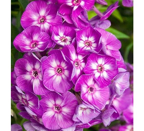 Bloomique Phlox Paniculata Laura Lot de 3 plantes de jardin, résistantes au froid, hauteur 10-20 cm, pot de 9 x 9 cm Bloomique Phlox Paniculata Laura Lot de 3 plantes de jardin, résistantes au froid, hauteur 10-20 cm, pot de 9 x 9 cm