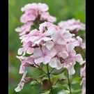 phlox-paniculata-rosa-pastell-