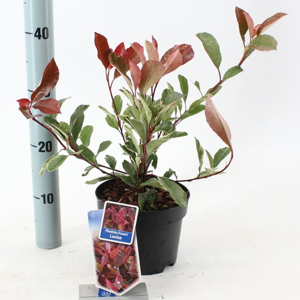 photinia fraseri 'louise' - Tuincentrum Pelckmans