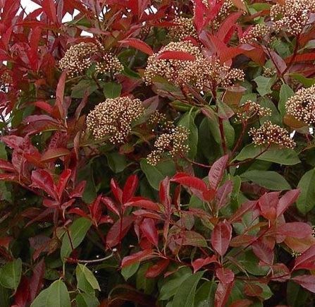 photinia fraseri 'robusta compacta' - Tuincentrum Pelckmans