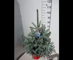 picea pungens 