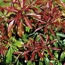 pieris-japonica-red-mill-