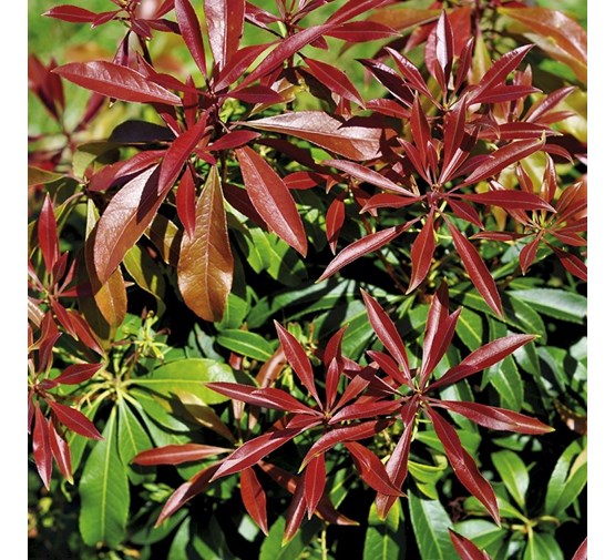 pieris-japonica-red-mill-