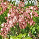 Pieris-japonica-Rosalinda