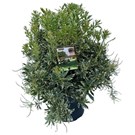 pieris-japonica-variegata-
