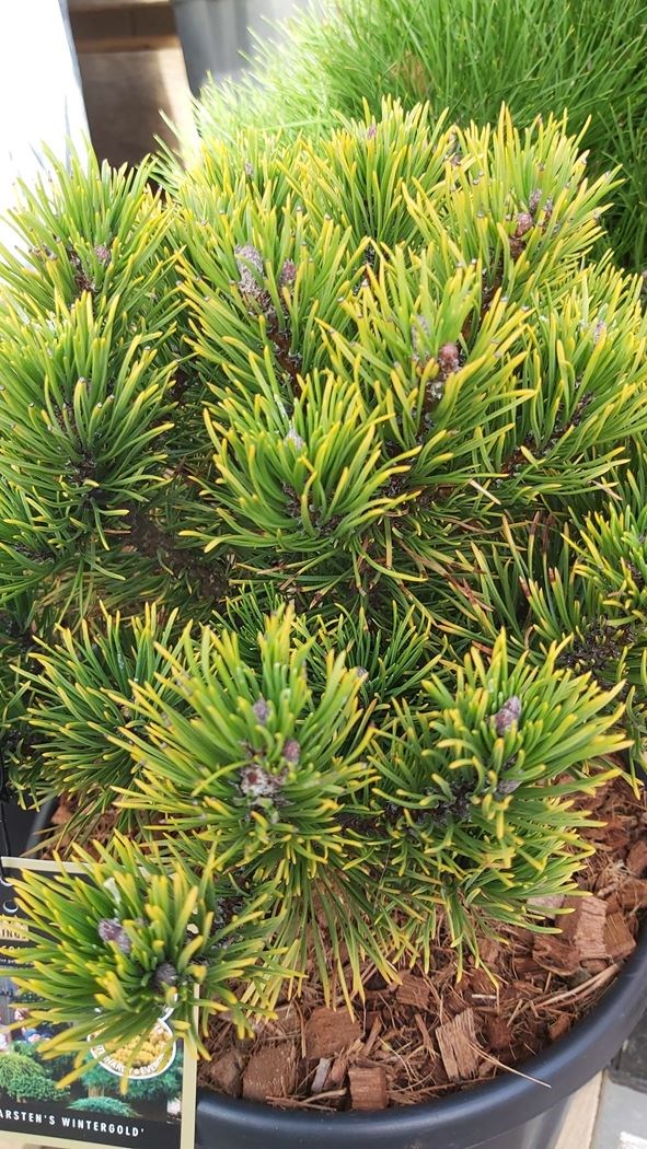 Pin Mugo Carsten (Carstens Wintergold) - Conifère Nain Persistant - Pot 2,5 L - Hauteur 20/30 Cm - Feuillage Vert En été, Jaune Doré En Hiver