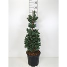 Pinus-parviflora-Negishi-HEY