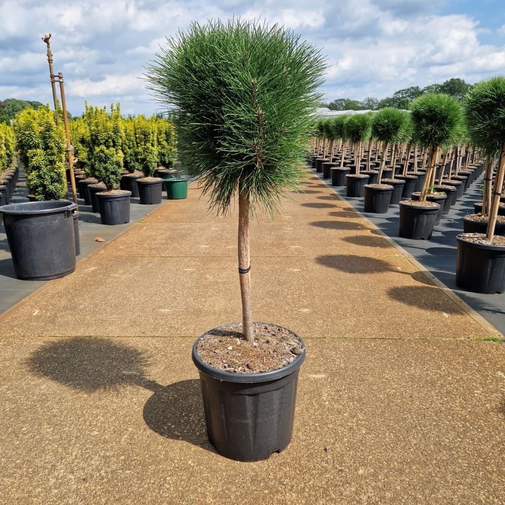 Pinus mugo var. mughus - Pijnboom, dwergden | De Tuinen van
