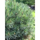 Pinus-sylvestris-Watereri