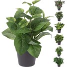 plant-in-pot-pp-6ass-