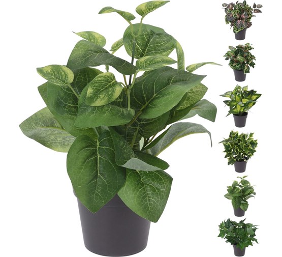 plant-in-pot-pp-6ass-