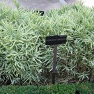 pleioblastus-fortunei-variegata