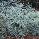 podocarpus-alpinus-bleu-gem-