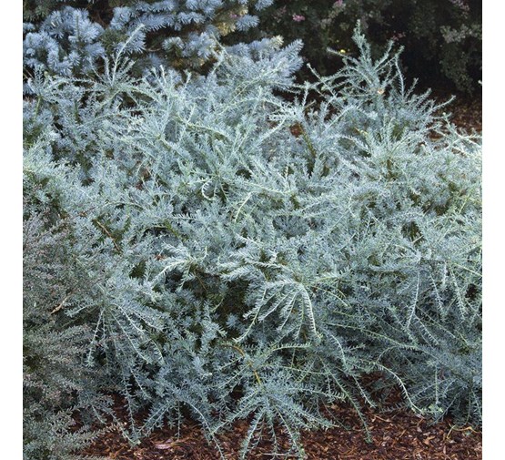 podocarpus-alpinus-bleu-gem-
