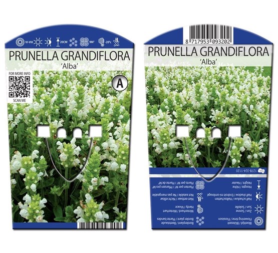 prunella-grandiflora-alba