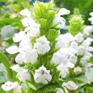 prunella-grandiflora-alba