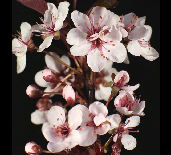 Prunus-cistena