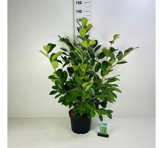 prunus-laurocerasus-rotundifolia-