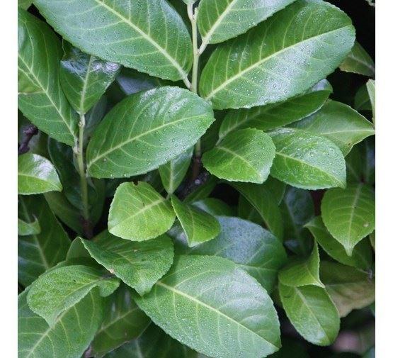 prunus-laurocerasus-rotundifolia-meerstammig