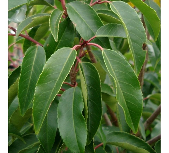 Prunus-lusitanica