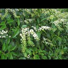 prunus-lusitanica-angustifolia