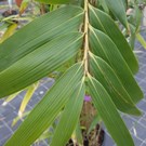 pseudosasa-japonica