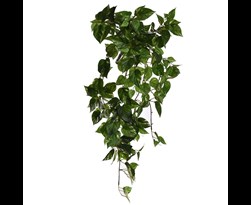 pure royal bush x9 with 170 leaves pothos