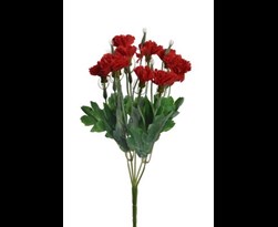 pure royal carnation bush x 5 red
