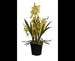 pure royal dancing orchid x 3 in pot yellow